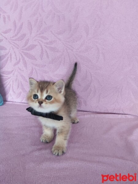 British Shorthair, Kedi  Karamel fotoğrafı