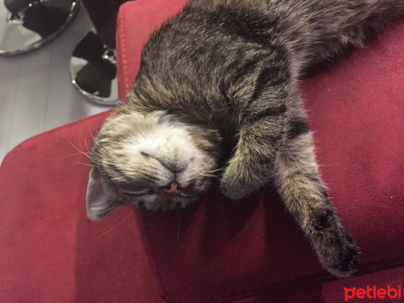 Tekir Kedi, Kedi  MİA fotoğrafı