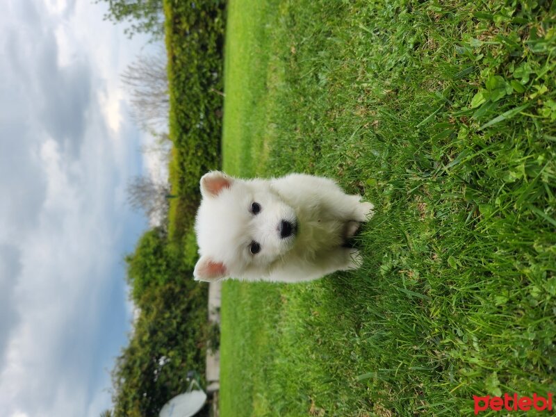 Türk Tazısı, Köpek  Tofi fotoğrafı