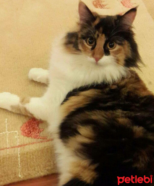 Norwegian Forest, Kedi  Sahlep fotoğrafı