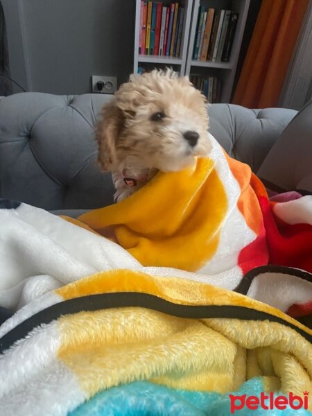 Maltese, Köpek  Vanilya fotoğrafı