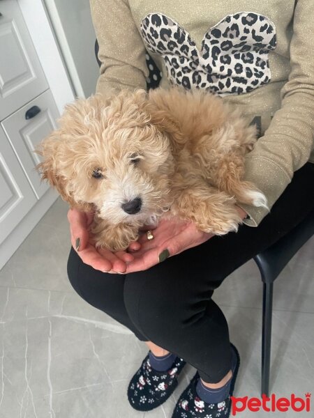 Maltese, Köpek  Vanilya fotoğrafı