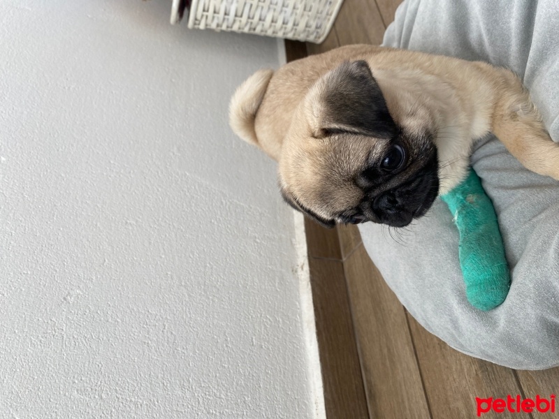 Pug, Köpek  Luna fotoğrafı