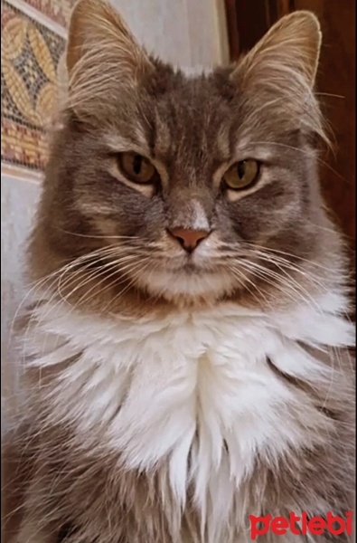 Tekir Kedi, Kedi  Paşa fotoğrafı