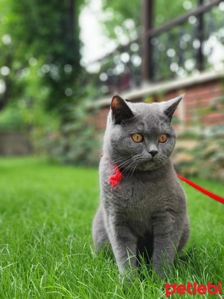 British Shorthair, Kedi  mia fotoğrafı
