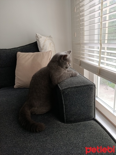 British Shorthair, Kedi  mia fotoğrafı