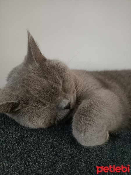 British Shorthair, Kedi  mia fotoğrafı