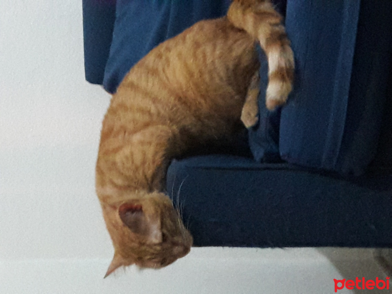 American Keuda, Kedi  Erik fotoğrafı