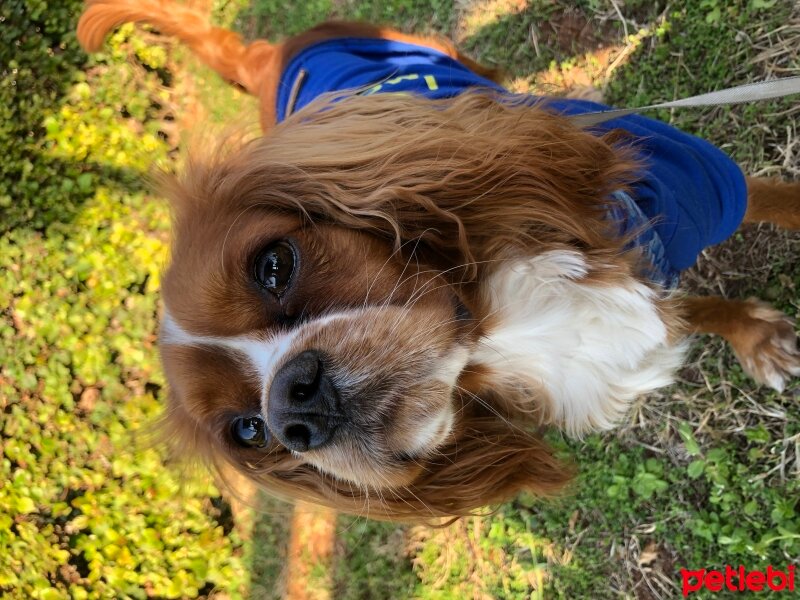 Cavalier King Charles Spanieli, Köpek  Bubble fotoğrafı