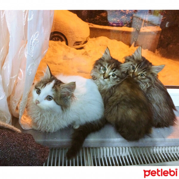 Norwegian Forest, Kedi  SÜTLAÇ fotoğrafı