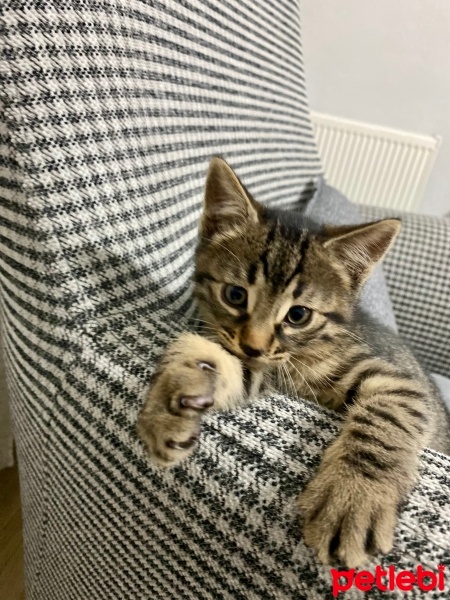 Tekir Kedi, Kedi  Tekir kız fotoğrafı