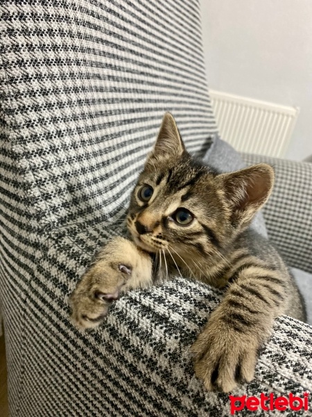 Tekir Kedi, Kedi  Tekir kız fotoğrafı