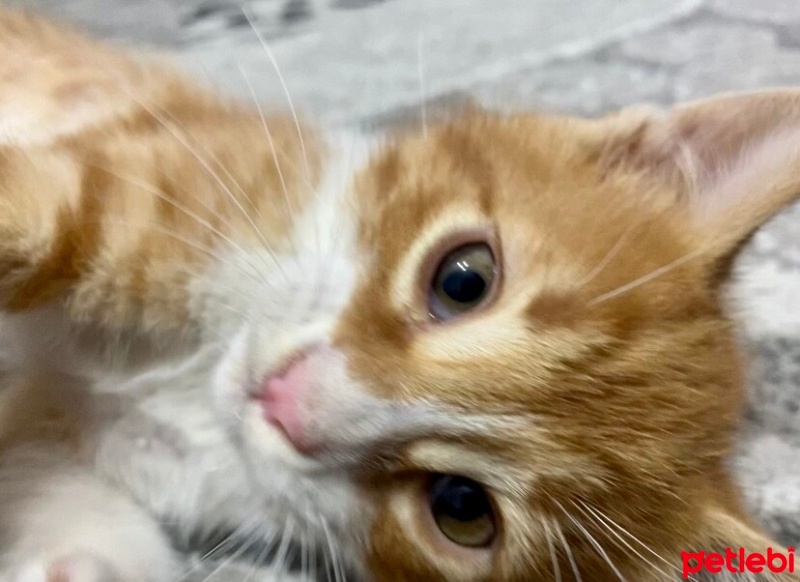 Sarman, Kedi  Bal fotoğrafı