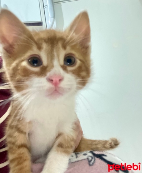 Sarman, Kedi  Bal fotoğrafı