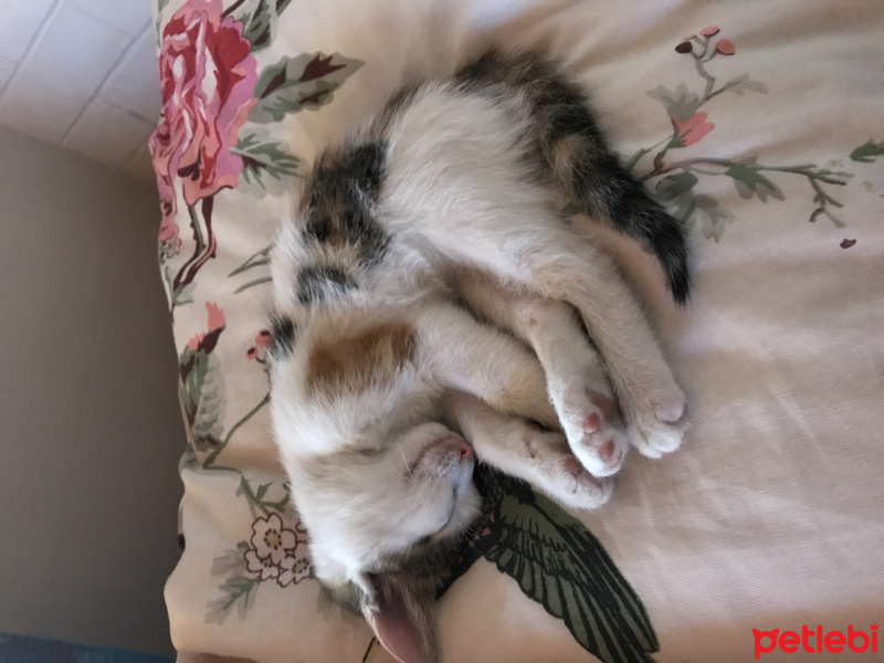 Tekir Kedi, Kedi  Tontiş fotoğrafı