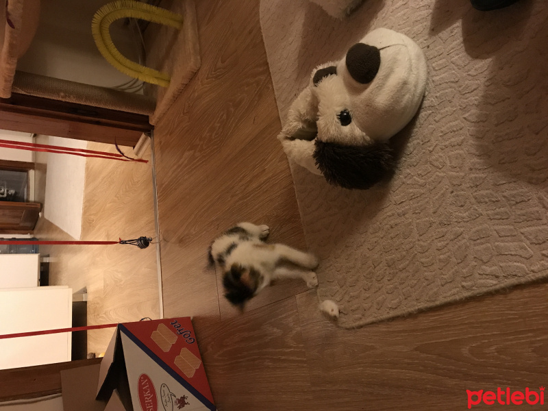 Tekir Kedi, Kedi  Tontiş fotoğrafı