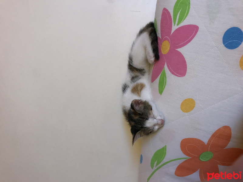Tekir Kedi, Kedi  Tontiş fotoğrafı