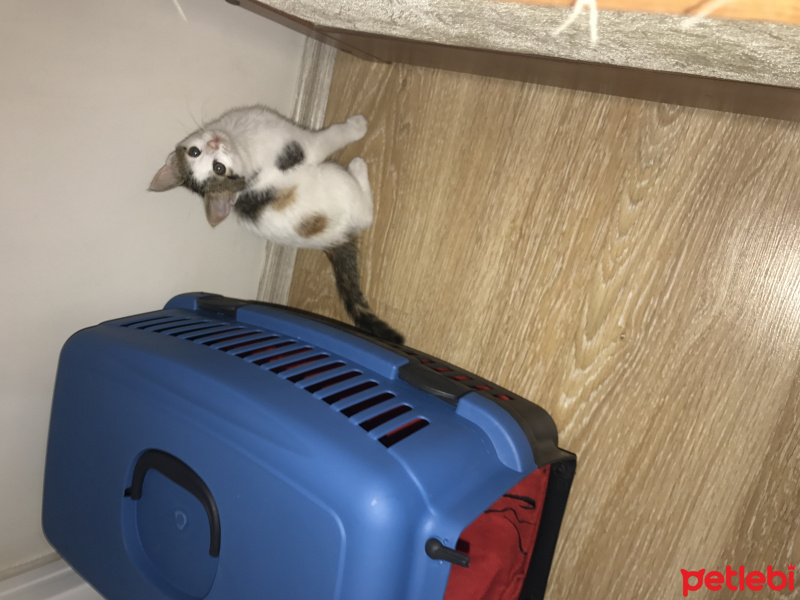 Tekir Kedi, Kedi  Tontiş fotoğrafı