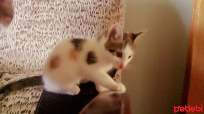 Tekir Kedi, Kedi  Tontiş fotoğrafı