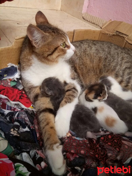 Tekir Kedi, Kedi  Tontiş fotoğrafı
