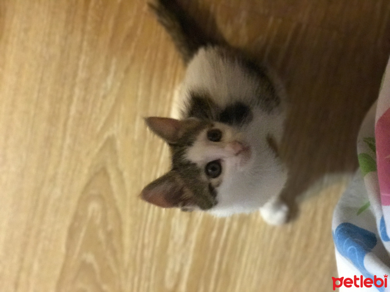 Tekir Kedi, Kedi  Tontiş fotoğrafı