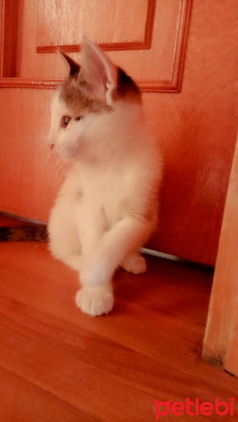 Tekir Kedi, Kedi  Tontiş fotoğrafı