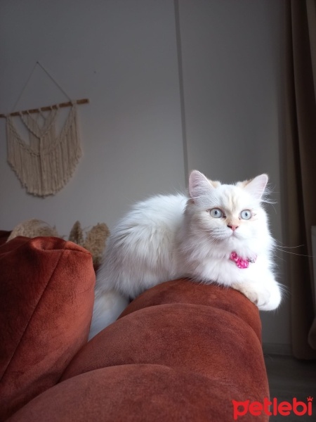 Chinchilla, Kedi  bihter fotoğrafı