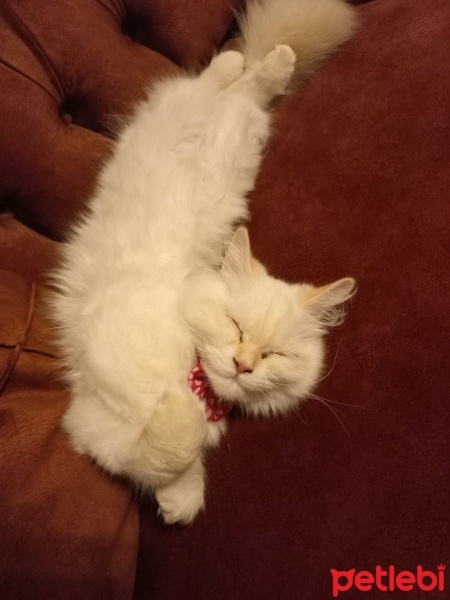 Chinchilla, Kedi  bihter fotoğrafı