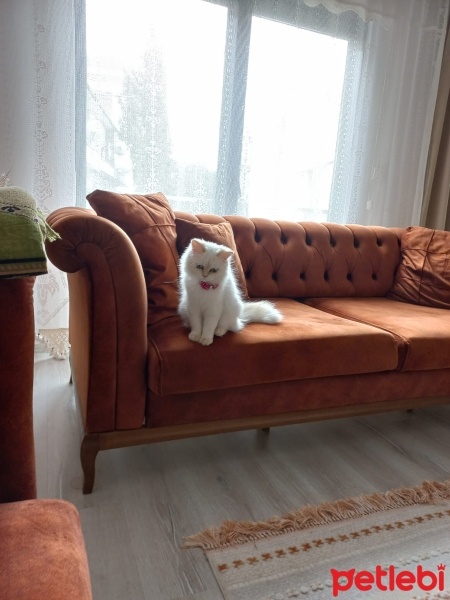 Chinchilla, Kedi  bihter fotoğrafı