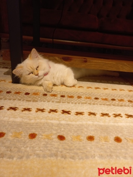 Chinchilla, Kedi  bihter fotoğrafı