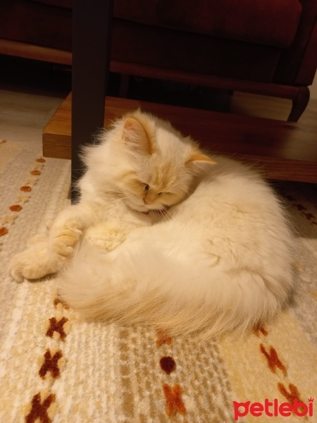 Chinchilla, Kedi  bihter fotoğrafı