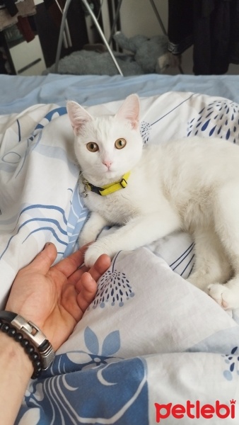 Ankara Kedisi, Kedi  Sütlaç fotoğrafı