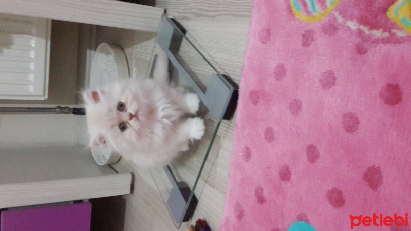 Chinchilla, Kedi  mia fotoğrafı