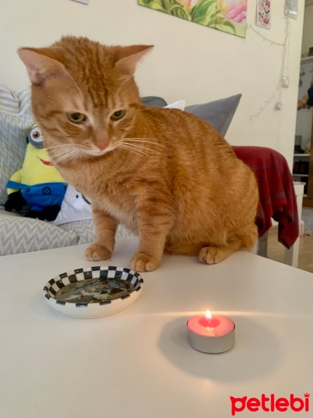 Sarman, Kedi  Şans fotoğrafı