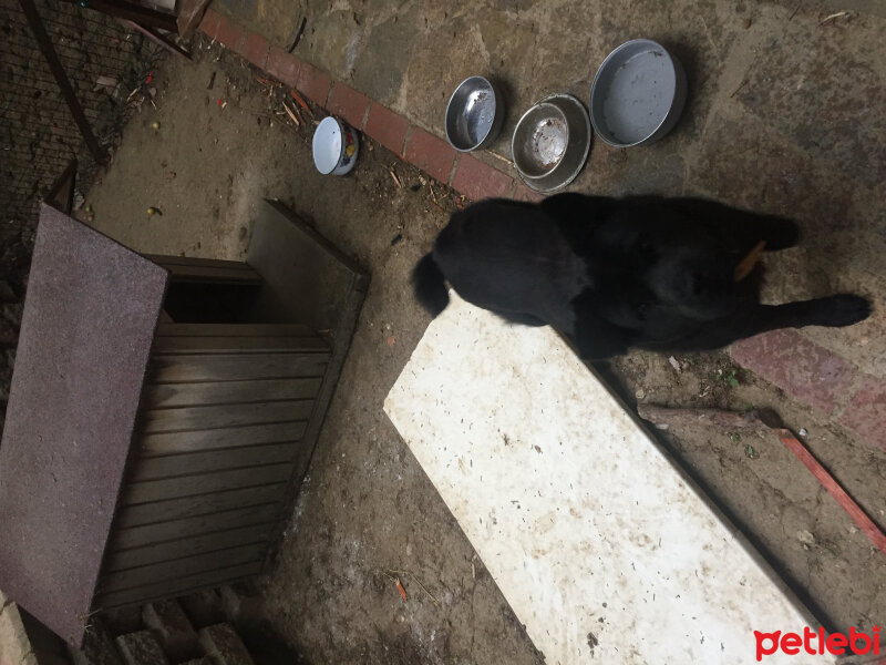 Labrador Retriever, Köpek  Linda  fotoğrafı