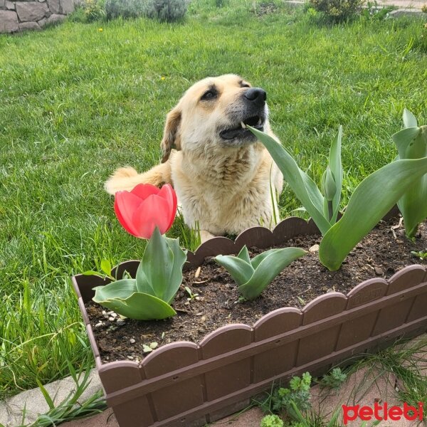 Sokö (Sokak Köpeği), Köpek  Dew and Doge fotoğrafı