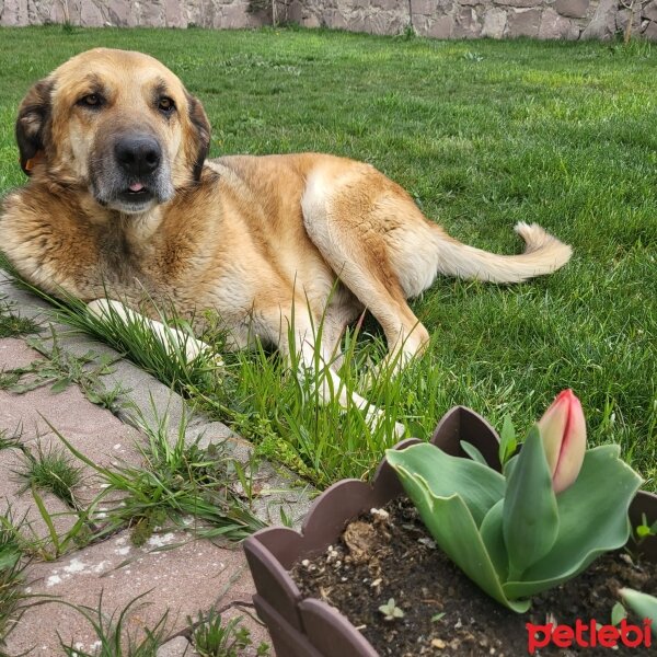 Sokö (Sokak Köpeği), Köpek  Dew and Doge fotoğrafı