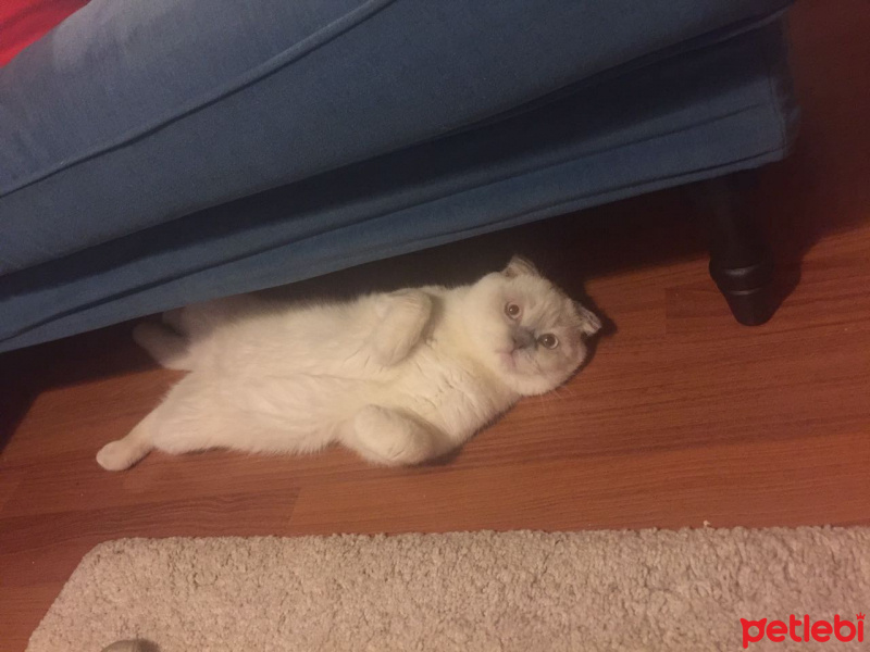 Scottish Fold, Kedi  Simba fotoğrafı