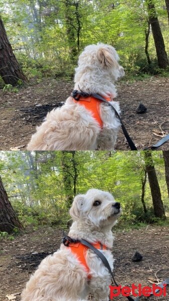 Maltese, Köpek  Çakıl fotoğrafı