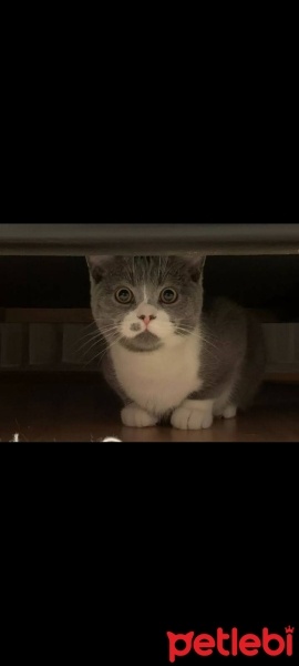 British Shorthair, Kedi  Duman fotoğrafı