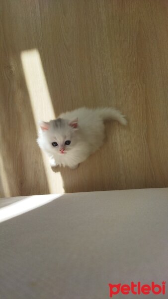 British Longhair, Kedi  Miyu fotoğrafı