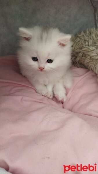 British Longhair, Kedi  Miyu fotoğrafı