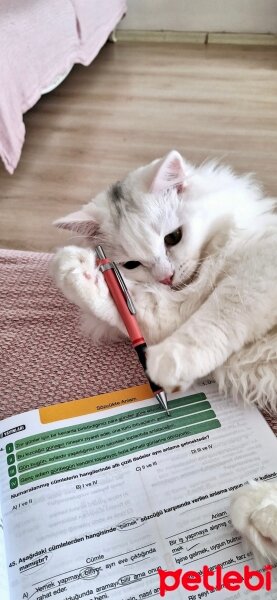 British Longhair, Kedi  Miyu fotoğrafı