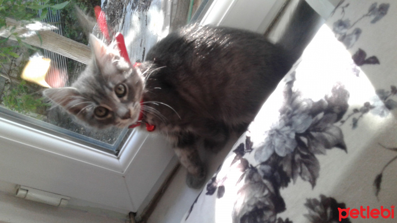 Mavi Rus, Kedi  Oscar fotoğrafı