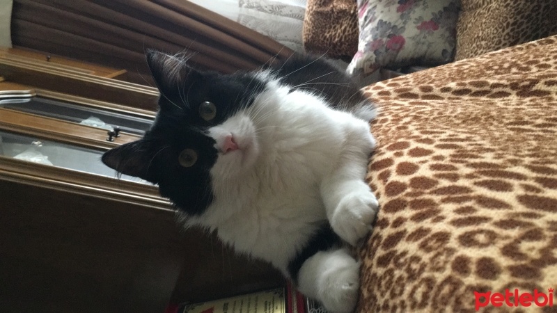 Tuxedo (Smokin) Kedi, Kedi  Zeytin fotoğrafı