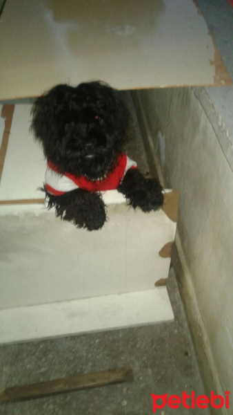 Maltese, Köpek  Zeytin fotoğrafı