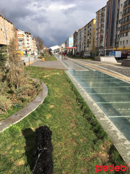 Maltese, Köpek  Zeytin fotoğrafı