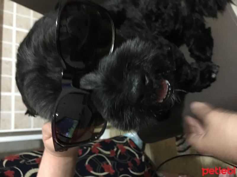 Maltese, Köpek  Zeytin fotoğrafı