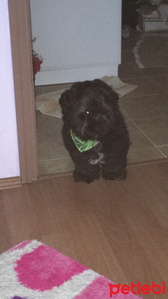 Maltese, Köpek  Zeytin fotoğrafı