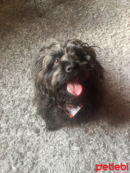 Maltese, Köpek  Zeytin fotoğrafı